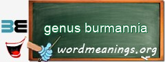 WordMeaning blackboard for genus burmannia